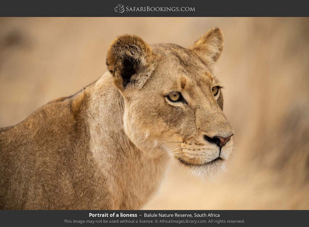 Portrait of a lioness in Balule Nature Reserve, South Africa