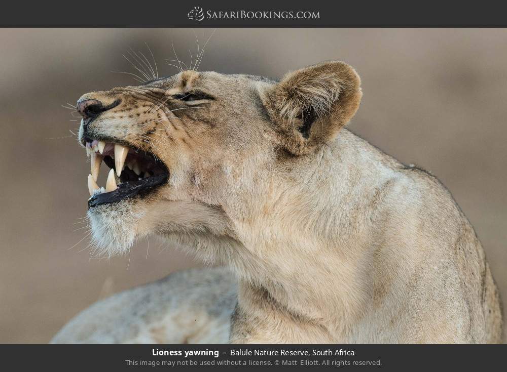 Lioness yawning in Balule Nature Reserve, South Africa
