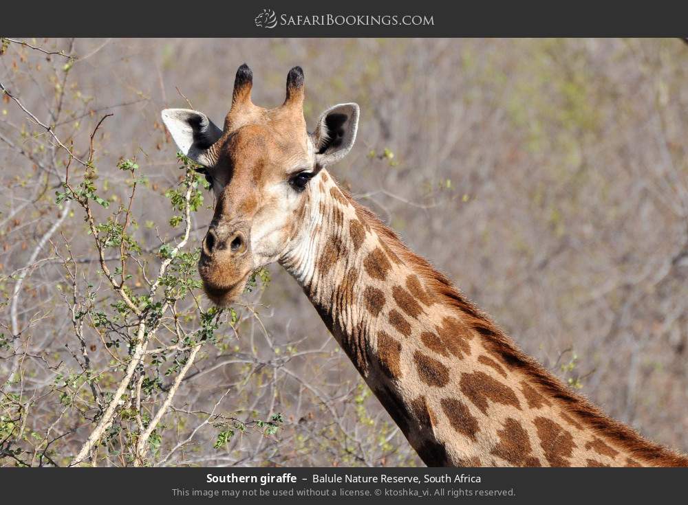 Southern giraffe in Balule Nature Reserve, South Africa