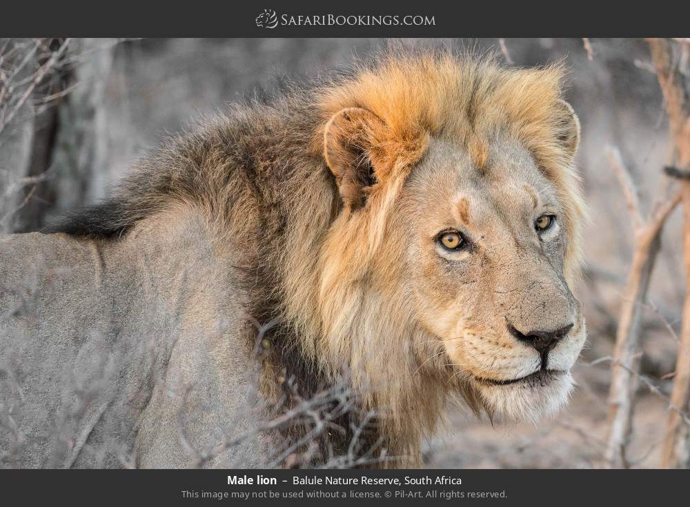 Male lion in Balule Nature Reserve, South Africa