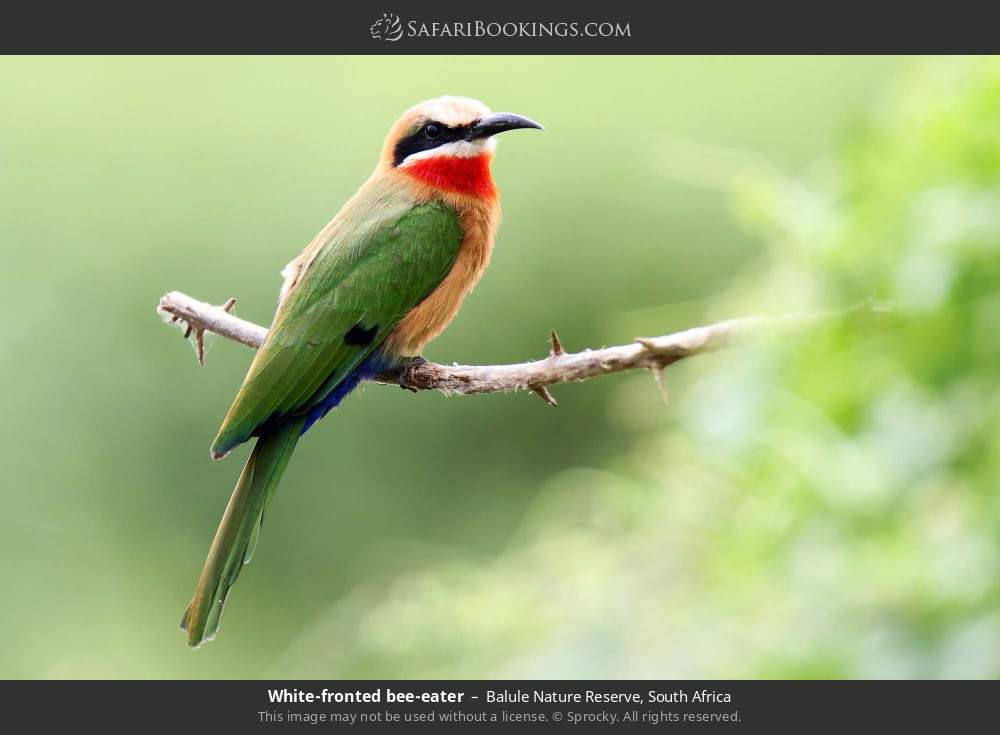 White-fronted bee-eater in Balule Nature Reserve, South Africa