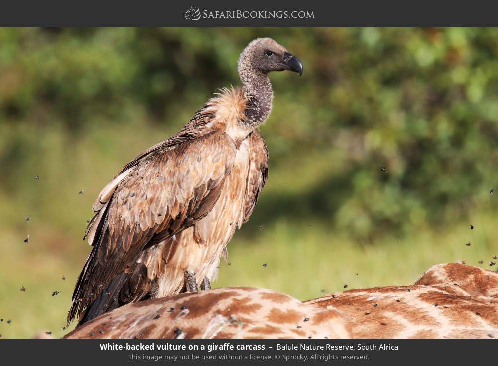 White-backed vulture on a giraffe carcass in Balule Nature Reserve, South Africa
