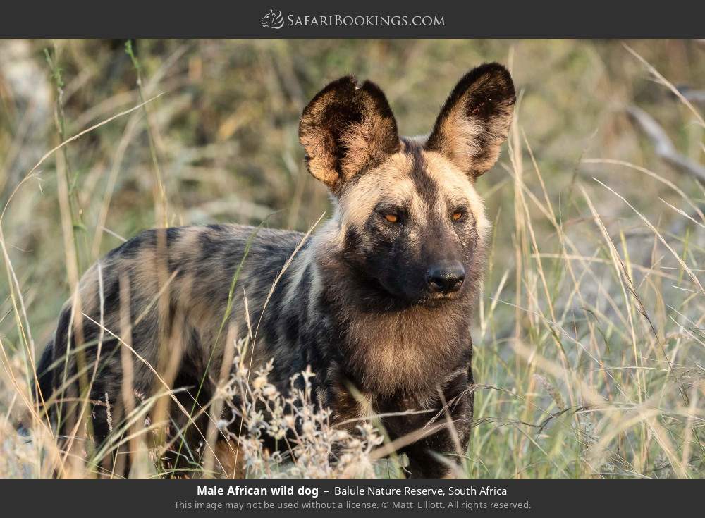Male African wild dog in Balule Nature Reserve, South Africa