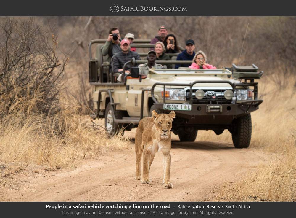 People in a safari vehicle watching a lion on the road in Balule Nature Reserve, South Africa