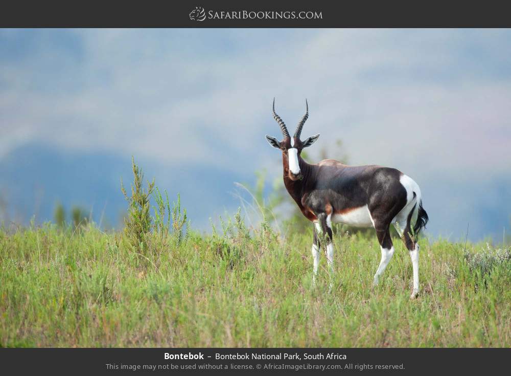 Bontebok in Bontebok National Park, South Africa