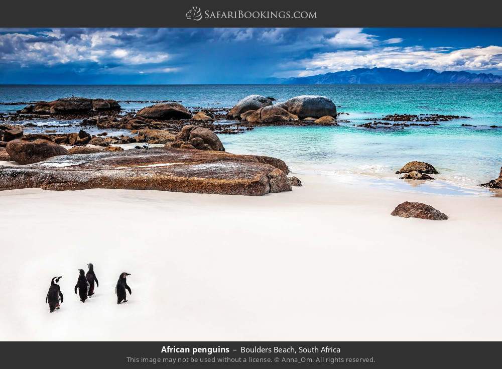 African penguins at Boulders Beach in Boulders Beach, South Africa