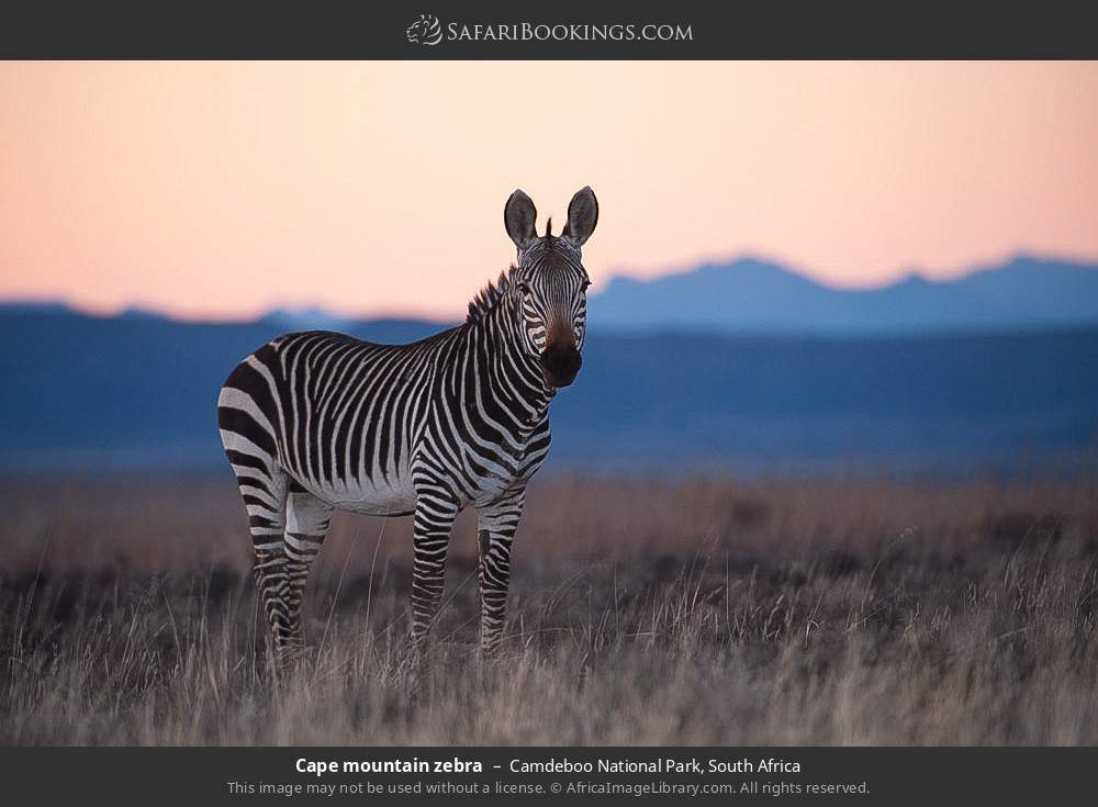 Cape mountain zebra in Camdeboo National Park, South Africa