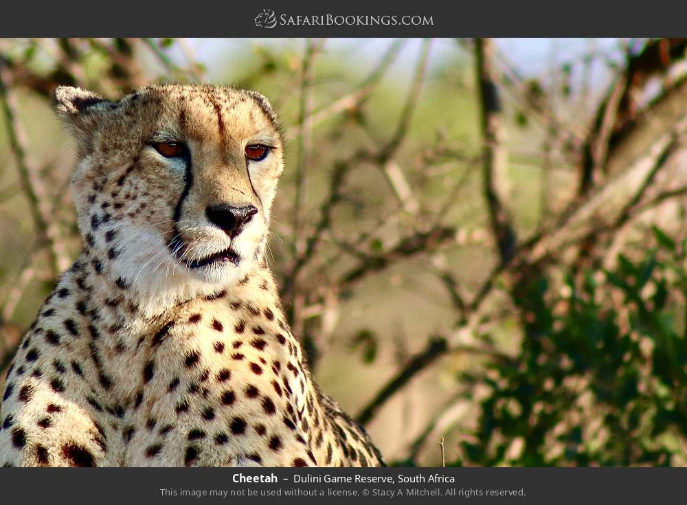 Cheetah in Dulini Game Reserve, South Africa
