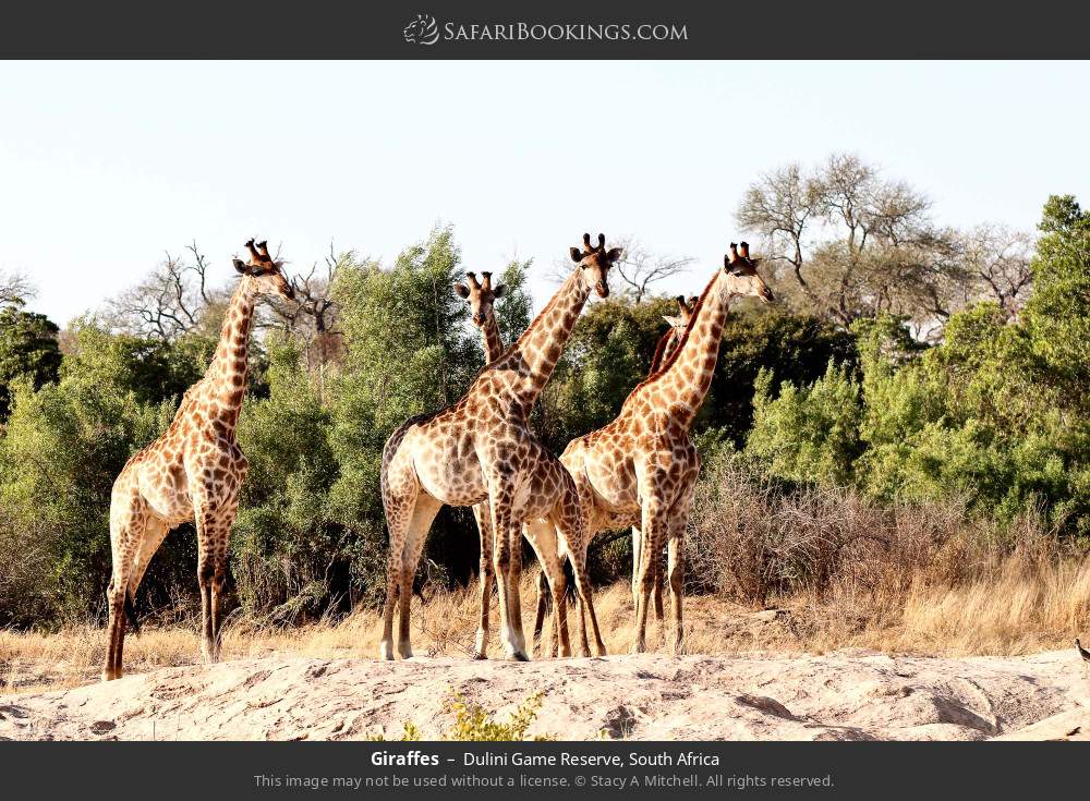 Giraffes in Dulini Game Reserve, South Africa
