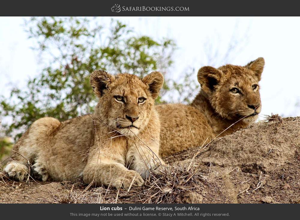 Lion cubs in Dulini Game Reserve, South Africa