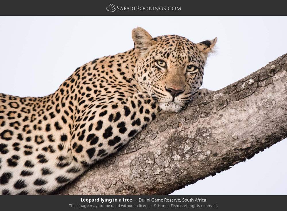 Leopard lying in a tree in Dulini Game Reserve, South Africa