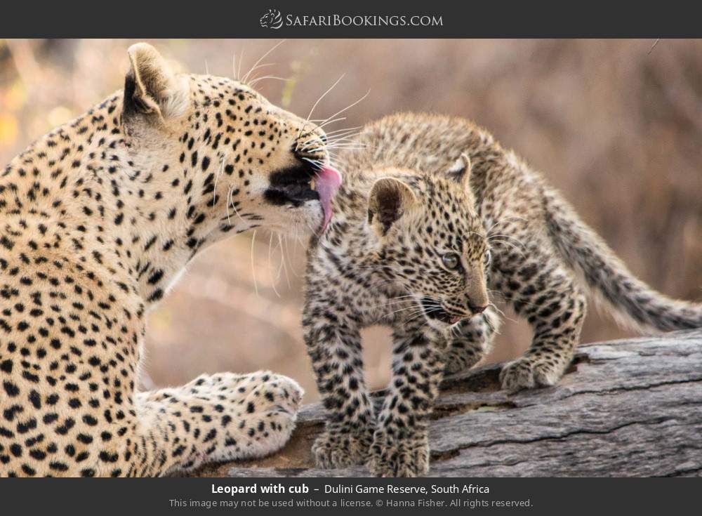 Leopard with cub in Dulini Game Reserve, South Africa