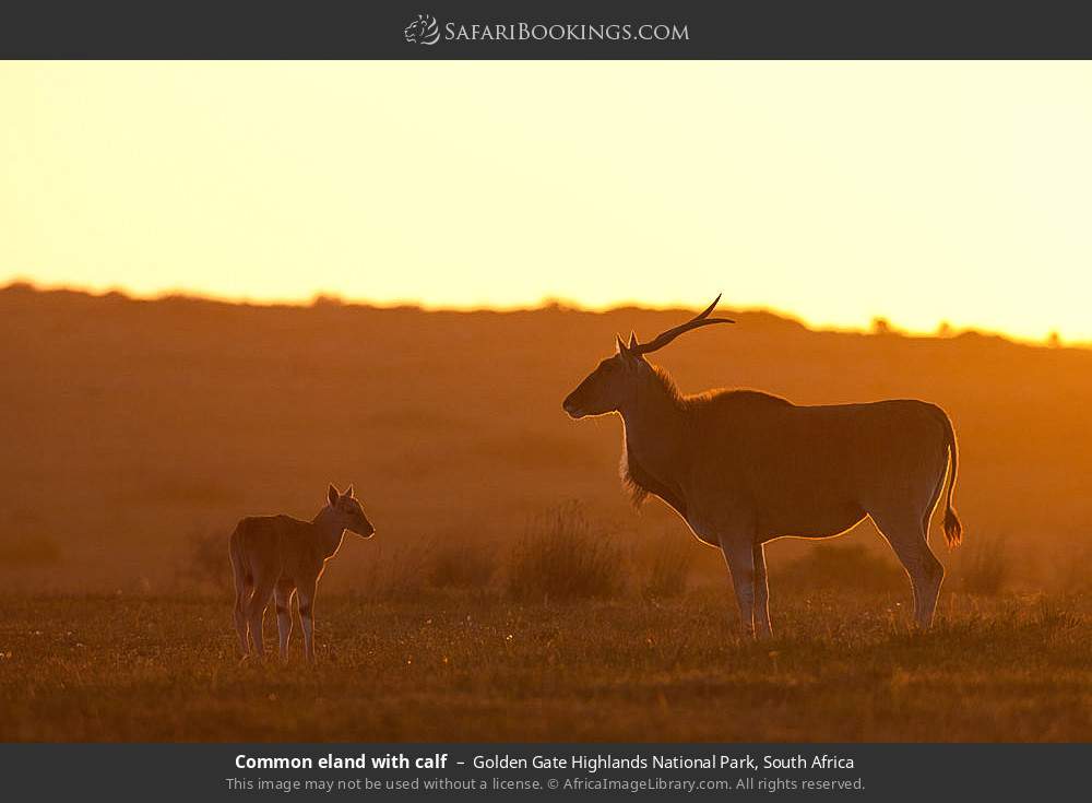 Common eland with calf in Golden Gate Highlands National Park, South Africa