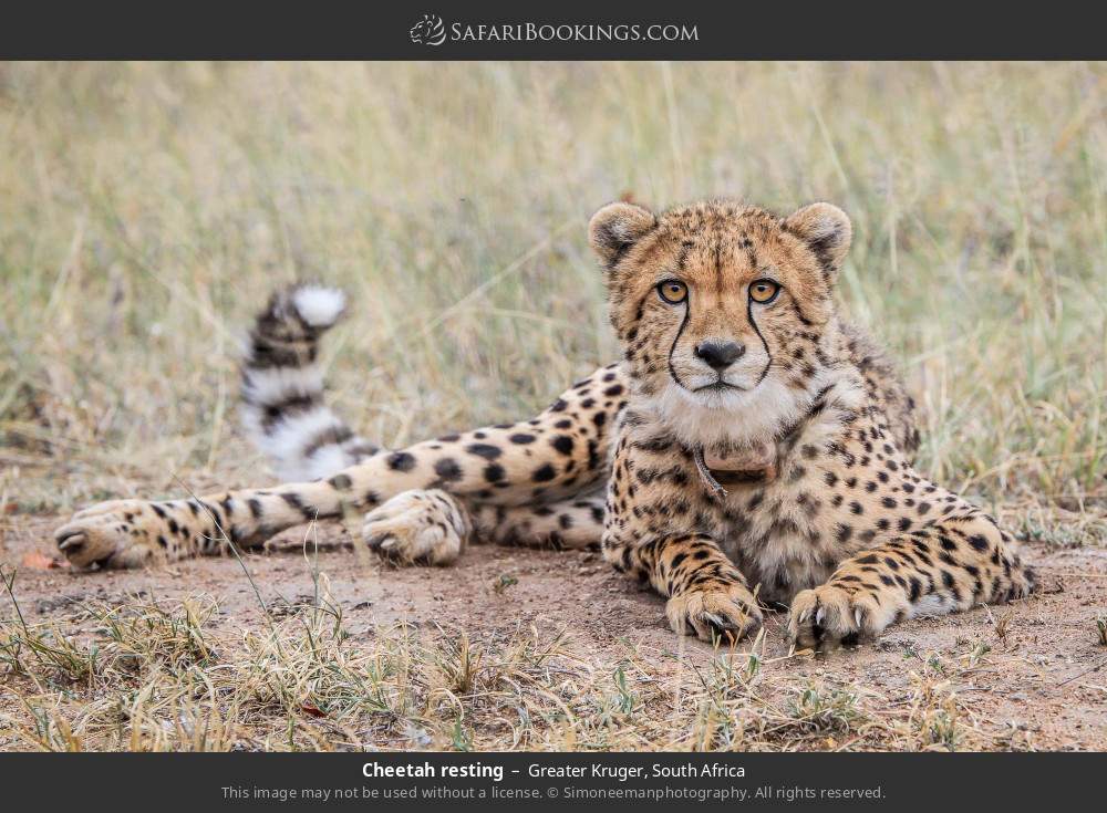Cheetah resting in Greater Kruger, South Africa