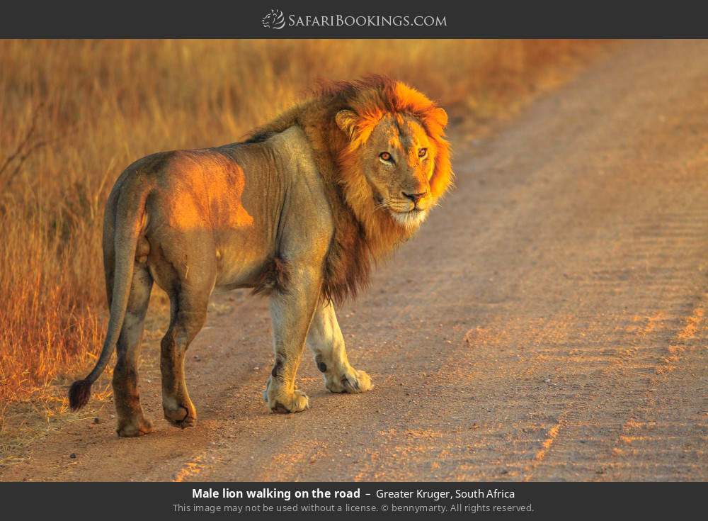 Male lion walking on the road in Greater Kruger, South Africa