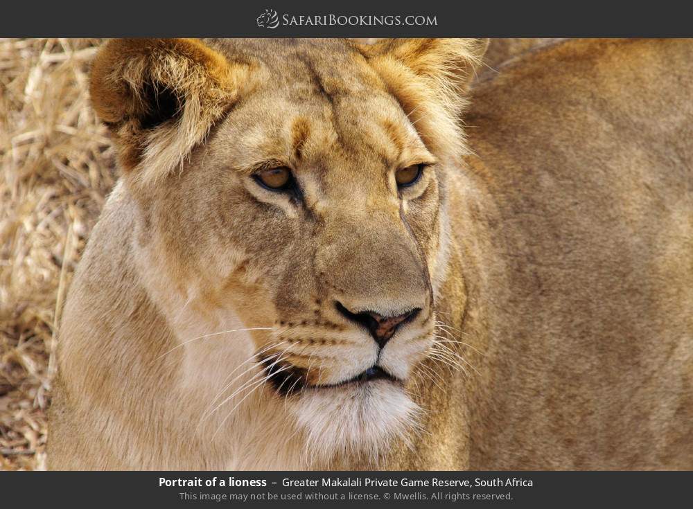 Portrait of a lioness in Greater Makalali Private Game Reserve, South Africa
