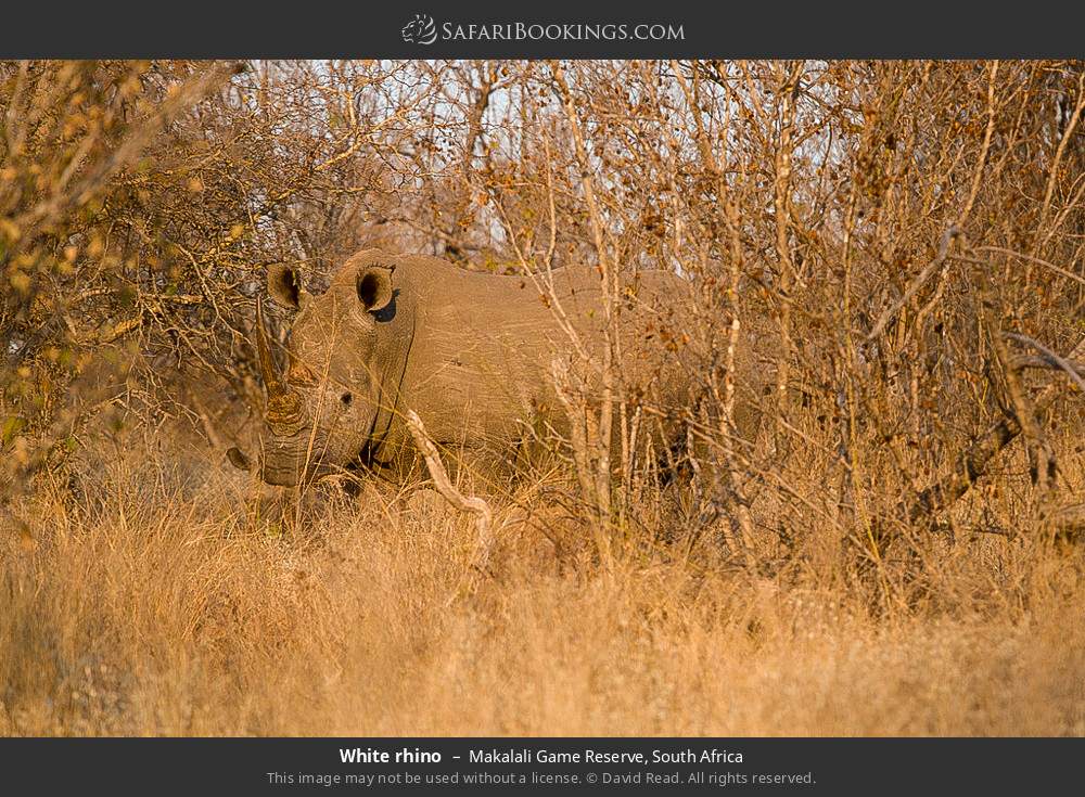 White rhino in Greater Makalali Private Game Reserve, South Africa