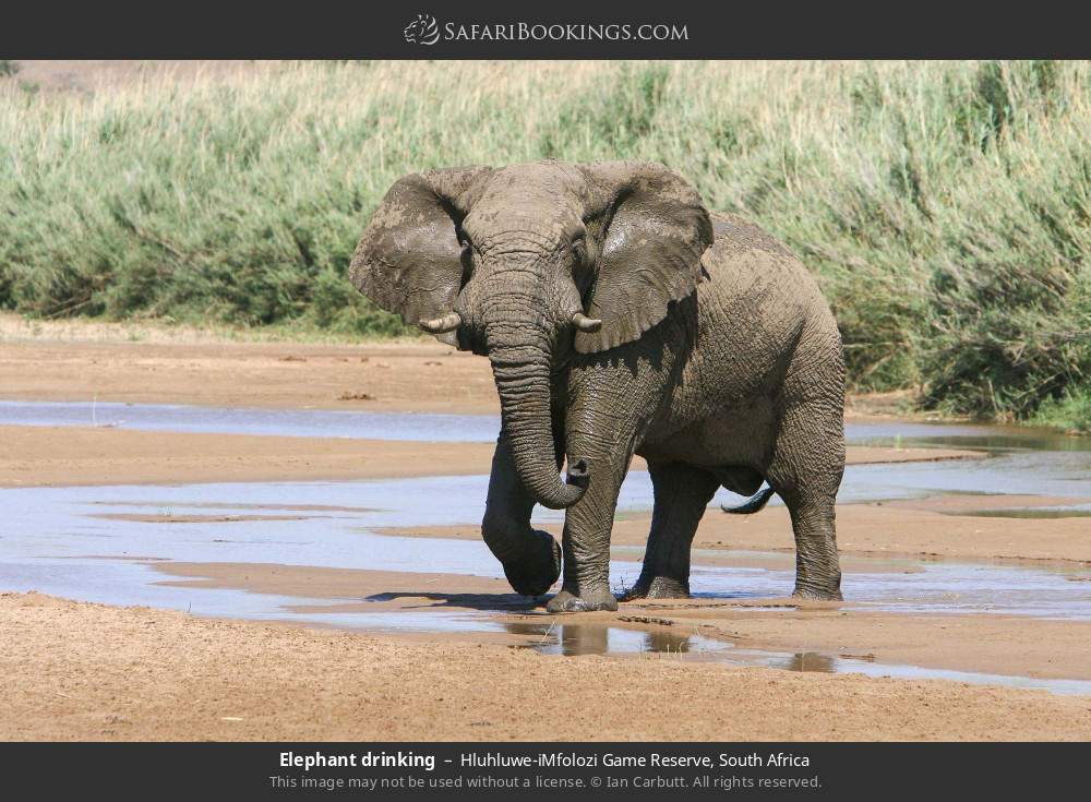 Elephant in Hluhluwe-iMfolozi Park, South Africa