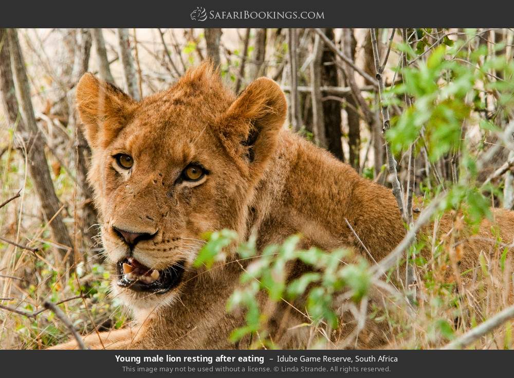 Young male lion resting after eating in Idube Game Reserve, South Africa