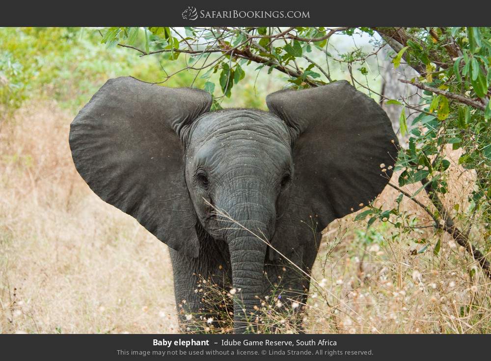 Baby elephant in Idube Game Reserve, South Africa