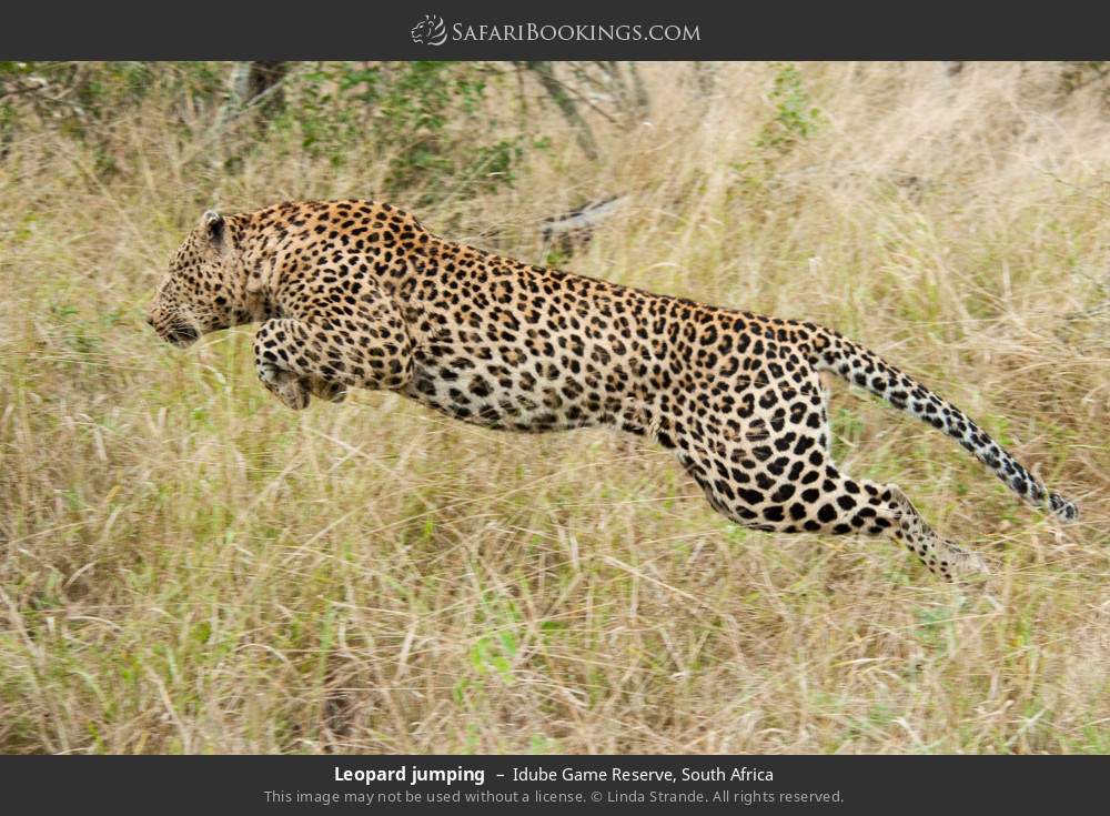 Leopard jumping in Idube Game Reserve, South Africa