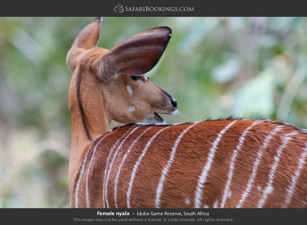 Female nyala in Idube Game Reserve, South Africa
