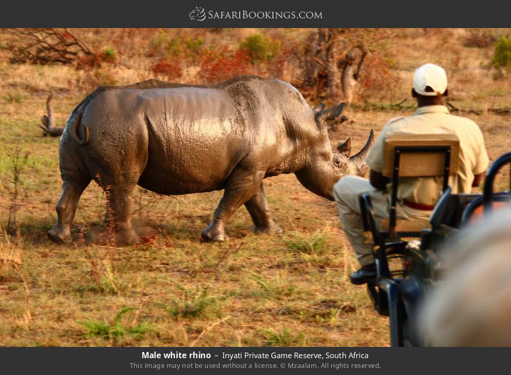 Male white rhino seen from safari vehicle in Inyati Private Game Reserve, South Africa