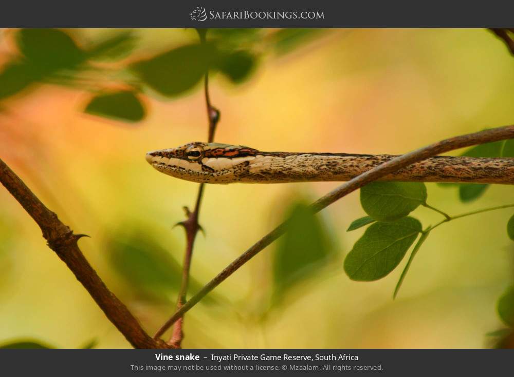 Vine snake in Inyati Private Game Reserve, South Africa