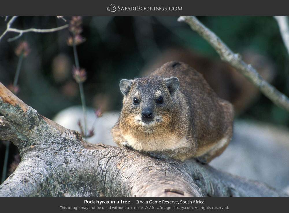 Rock hyrax in a tree in Ithala Game Reserve, South Africa