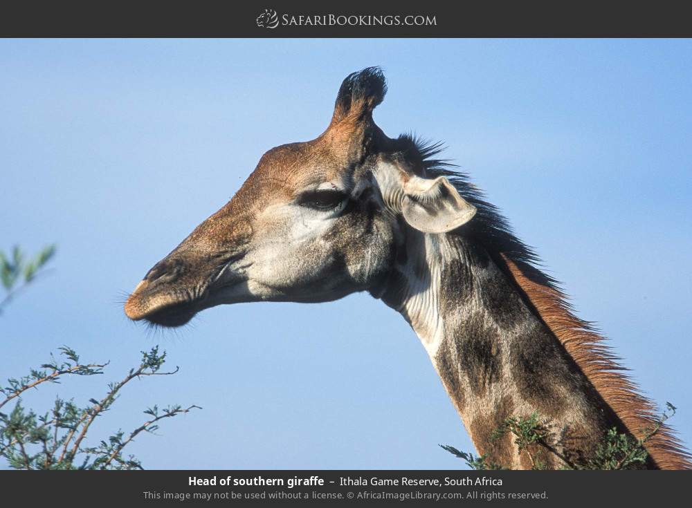 Head of southern giraffe in Ithala Game Reserve, South Africa