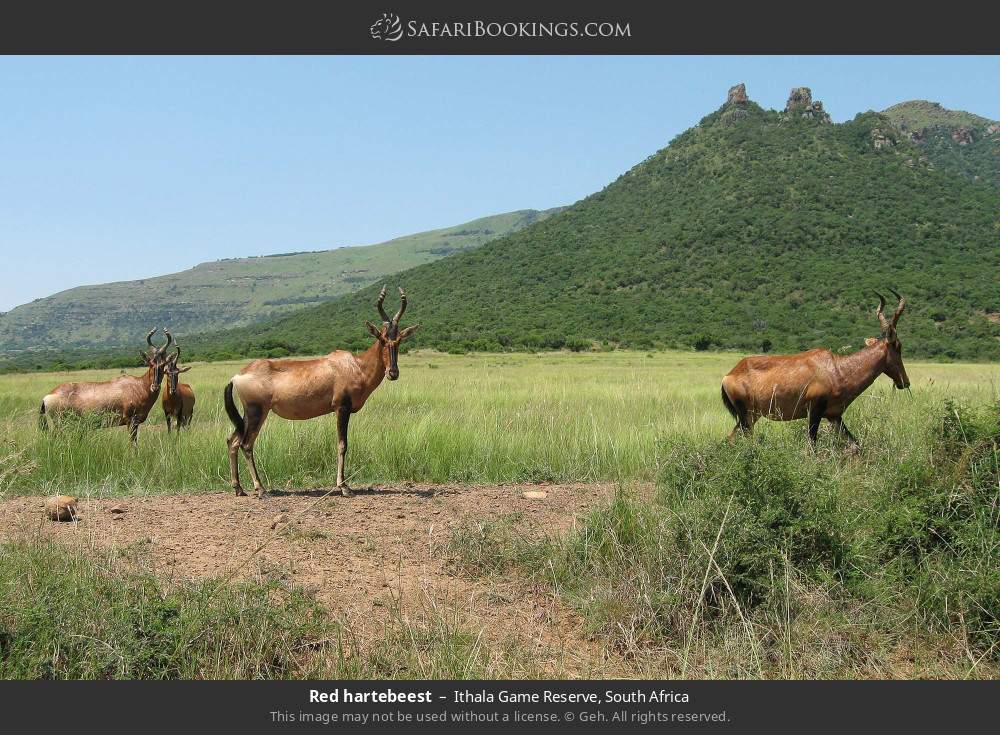 Red hartebeest in Ithala Game Reserve, South Africa