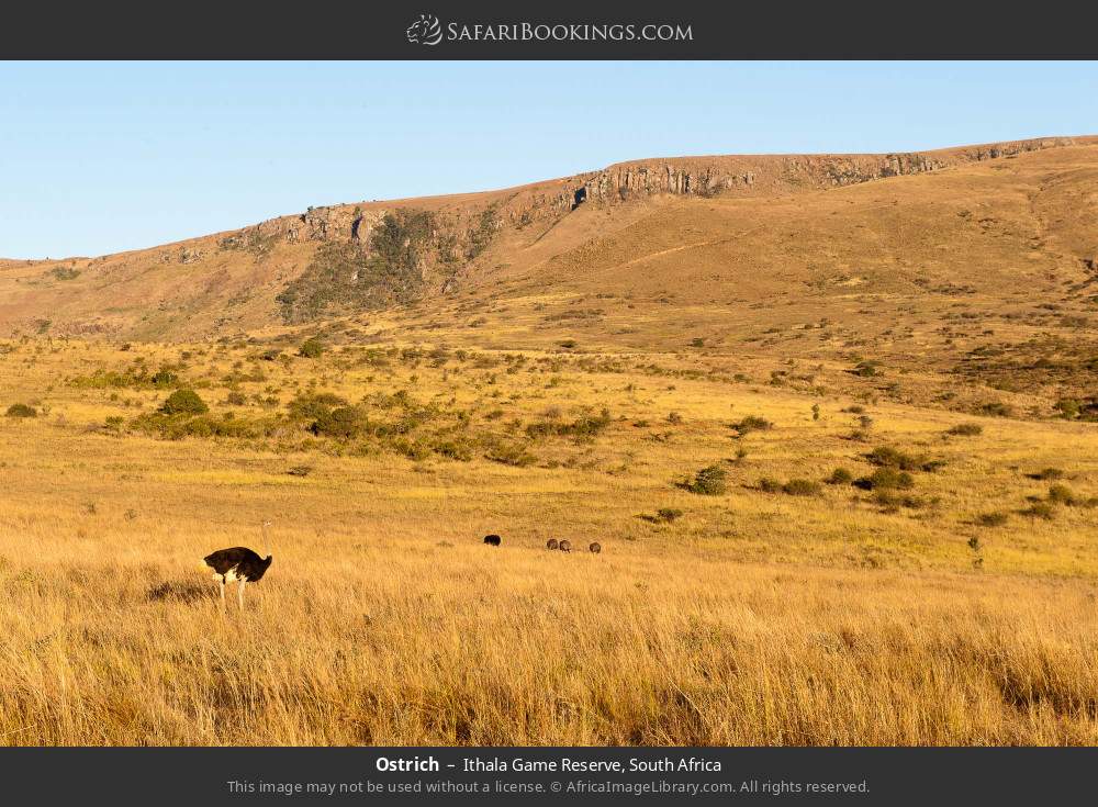 Ostrich in Ithala Game Reserve, South Africa