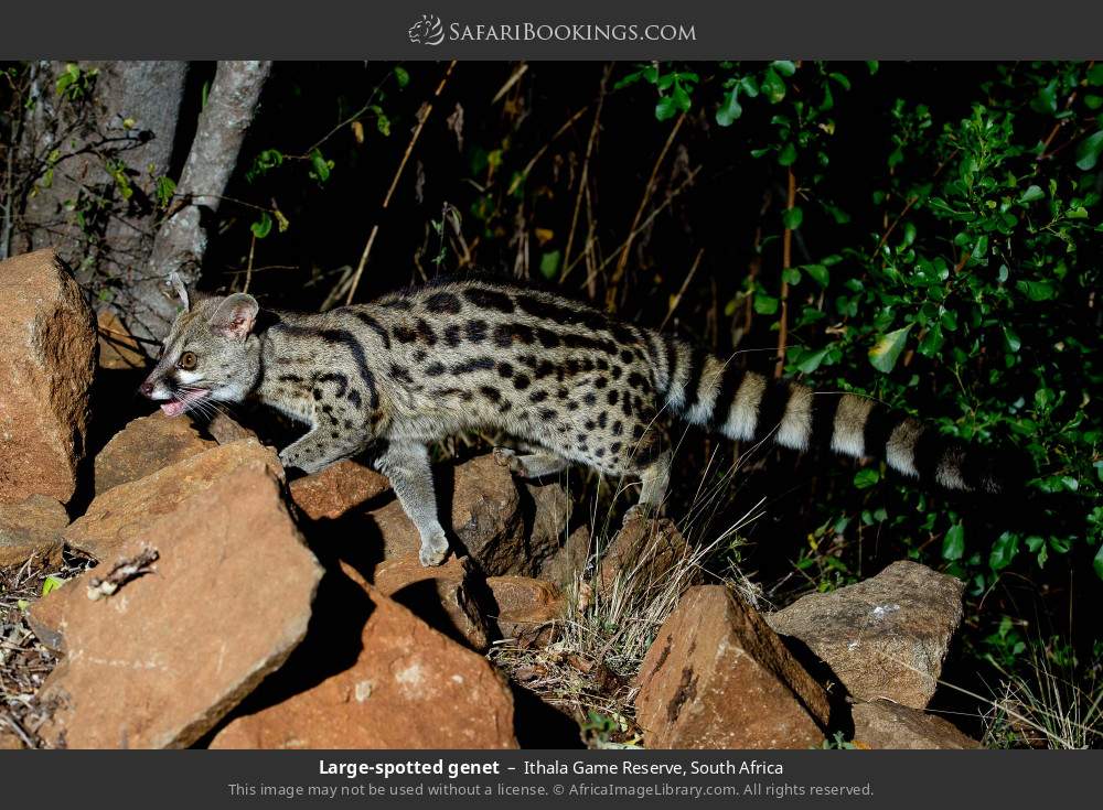 Large-spotted genet in Ithala Game Reserve, South Africa