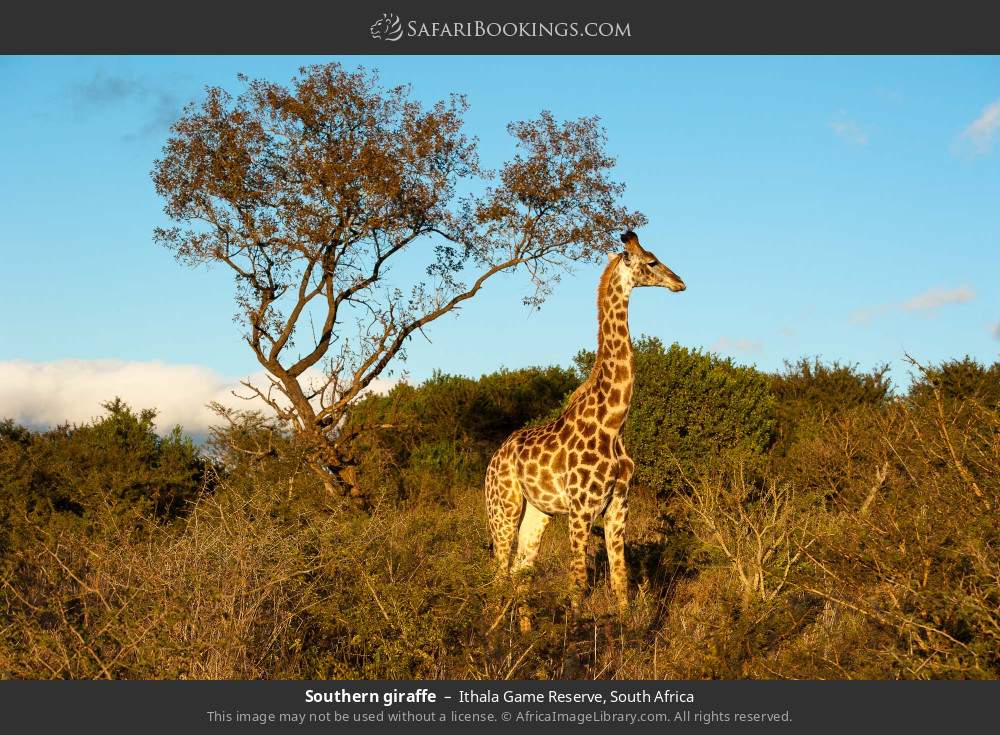Southern giraffe in Ithala Game Reserve, South Africa