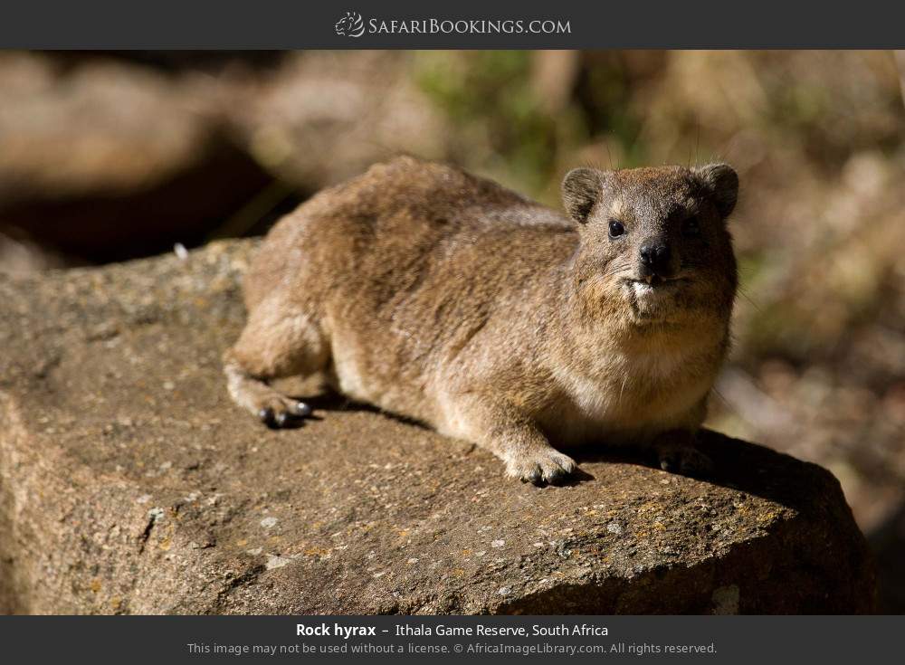 Rock hyrax in Ithala Game Reserve, South Africa