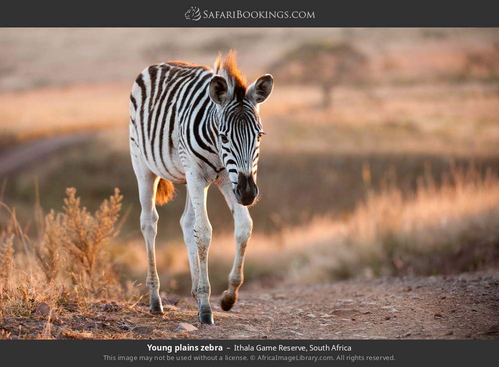 Young plains zebra in Ithala Game Reserve, South Africa