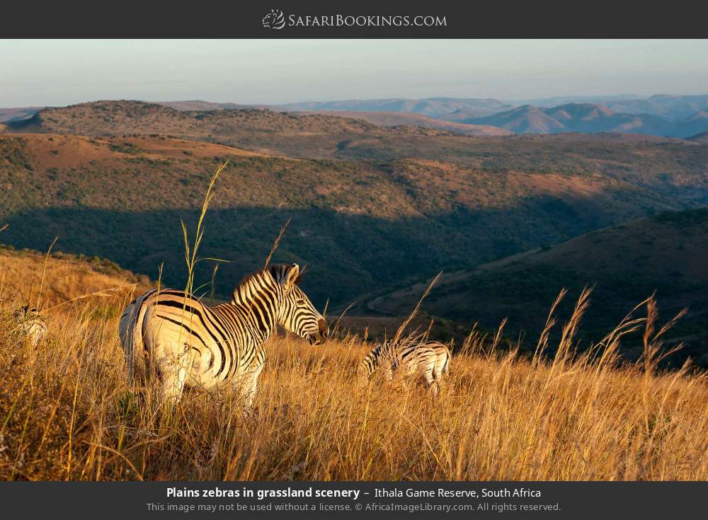 Plains zebras in grassland scenery in Ithala Game Reserve, South Africa