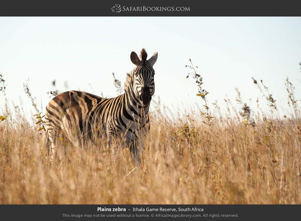 Plains zebra in Ithala Game Reserve, South Africa