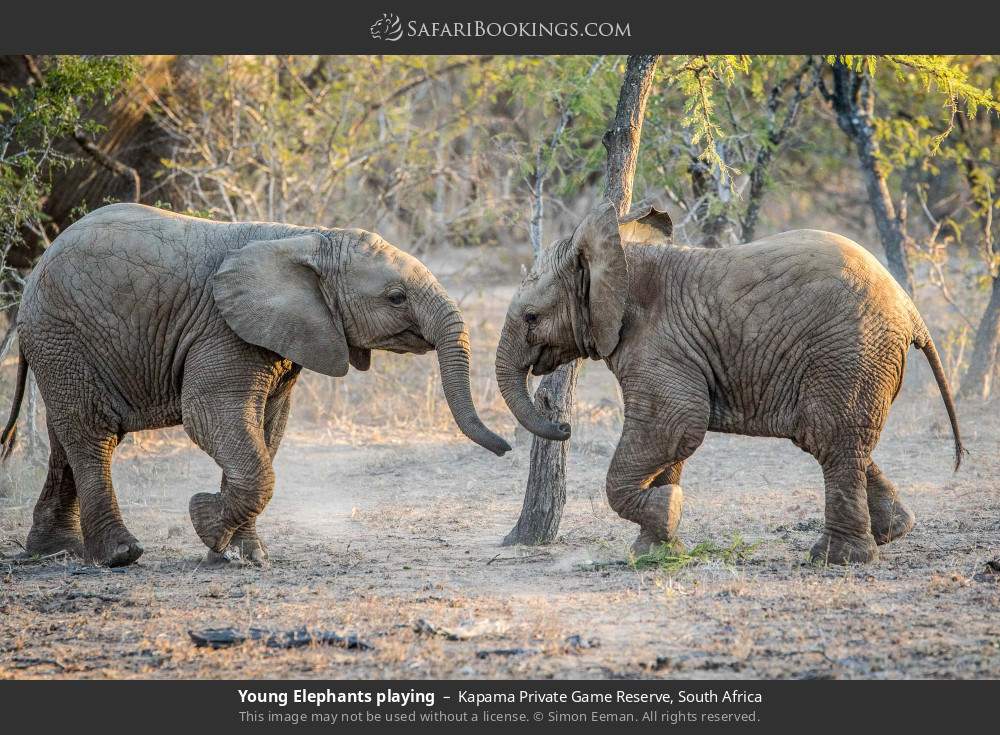 Young elephants playing in Kapama Private Game Reserve, South Africa