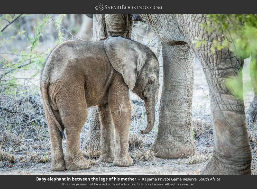 Baby elephant between the legs of its mother in Kapama Private Game Reserve, South Africa