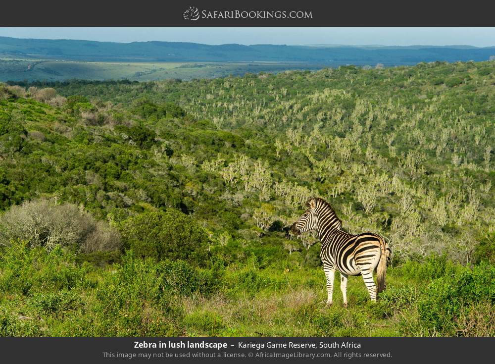 Zebra in lush landscape in Kariega Game Reserve, South Africa