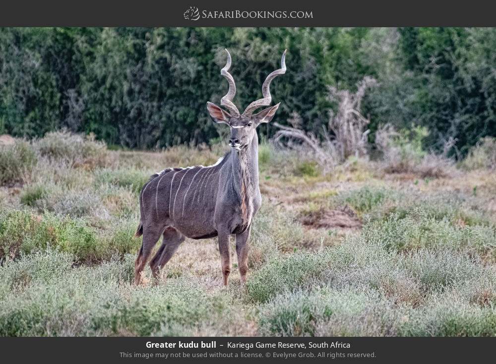 Greater kudu bull in Kariega Game Reserve, South Africa