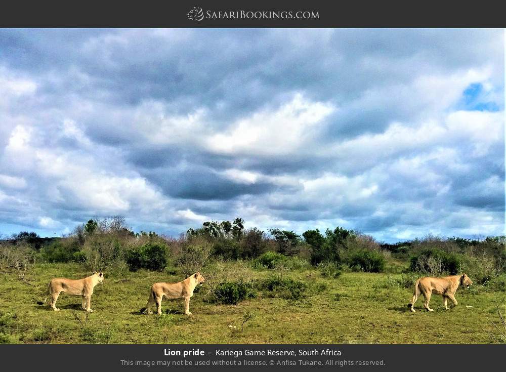 Lion pride in Kariega Game Reserve, South Africa