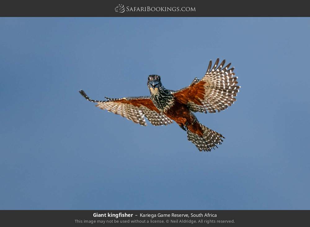 Giant kingfisher in Kariega Game Reserve, South Africa