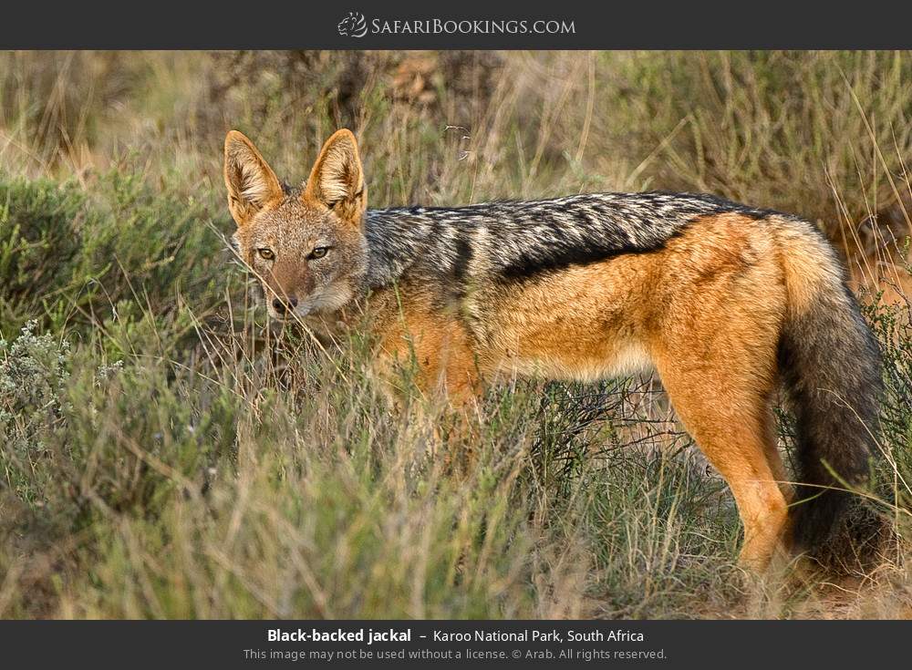 Black-backed jackal in Karoo National Park, South Africa