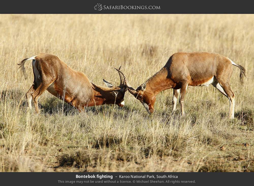 Bontebok fighting in Karoo National Park, South Africa