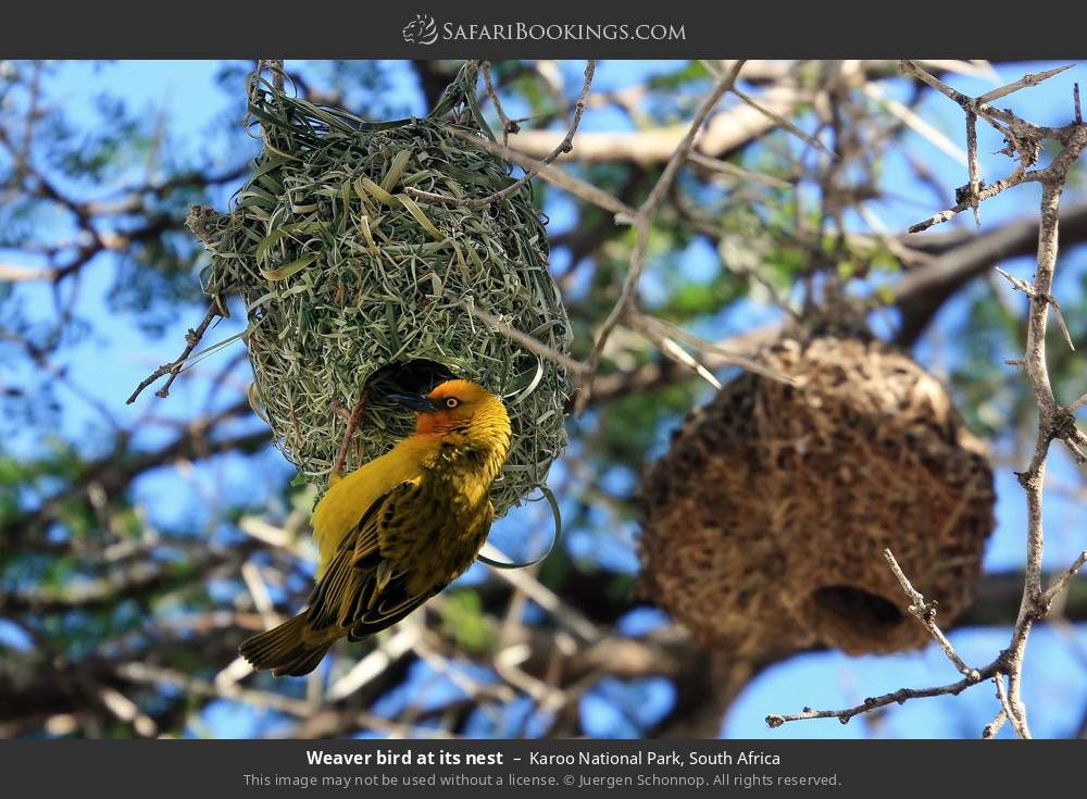 Weaver bird at its nest in Karoo National Park, South Africa