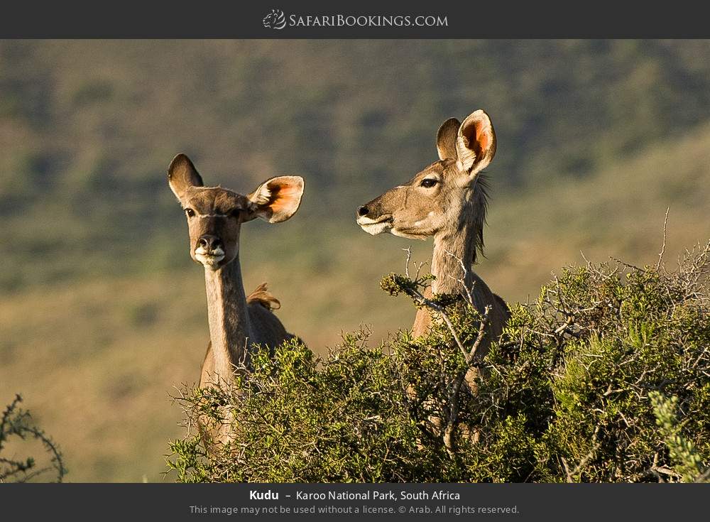 Kudus in Karoo National Park, South Africa