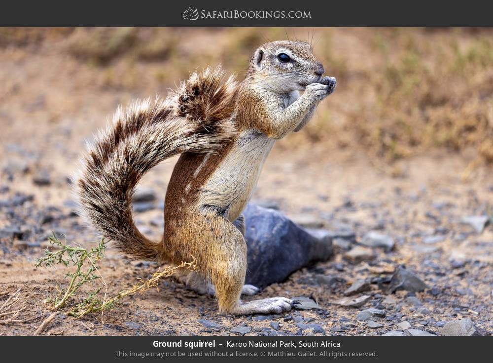 Ground squirrel in Karoo National Park, South Africa