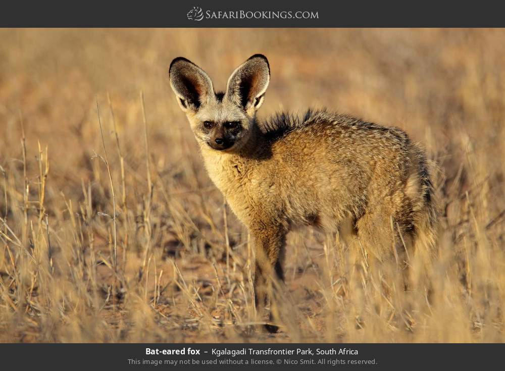 Bat-eared fox in Kgalagadi Transfrontier Park, South Africa